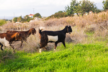 sheeps in nature green meadow