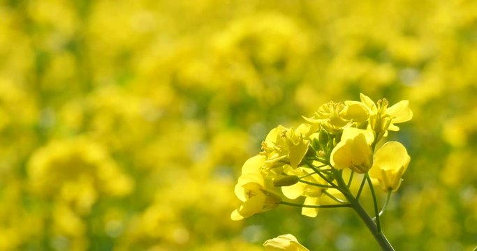Rape flower in a sunny.