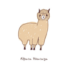 Alpaca hand drawn vector illustration on white background