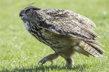 Eagle Owl bird of prey walking on the ground