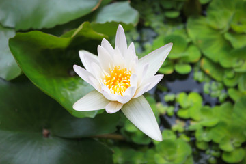 White lotus in a tub