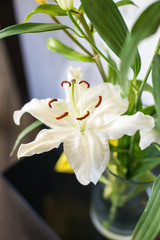 Fototapeta na wymiar Beautiful lily flower, gentle white flower over simple background