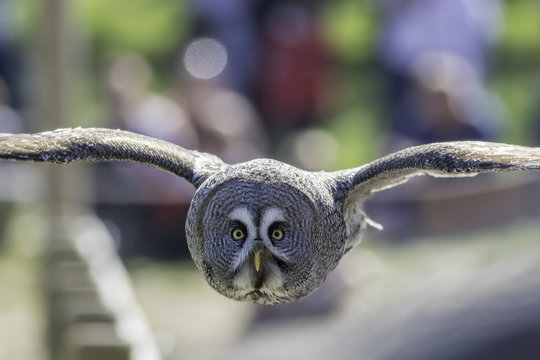 Great Grey Owl bird of prey in level flight flying towards camera.