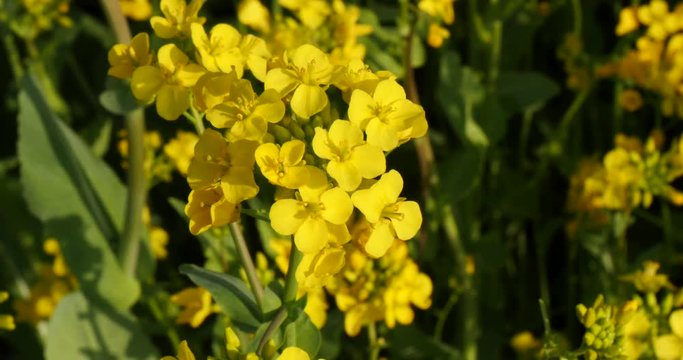 Natural Rape flower in a garden