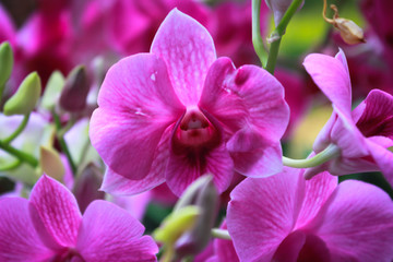Fototapeta na wymiar cattleya orchid flower