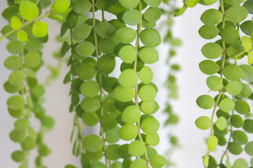 Asclepiadaceae or Dischidia nummularia Variegata