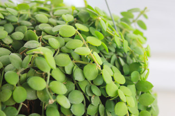 Asclepiadaceae or Dischidia nummularia Variegata