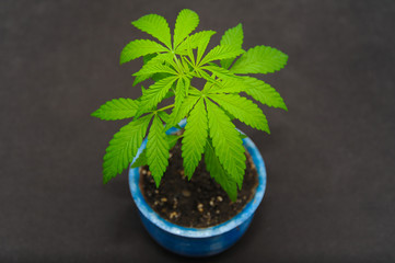 young marijuana indoor plant growing in blue pot 