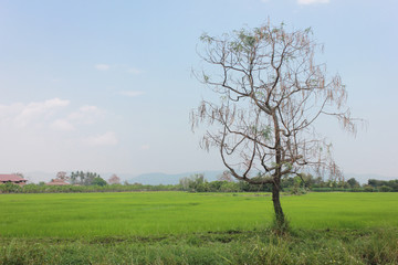 Paddy fields countryside views