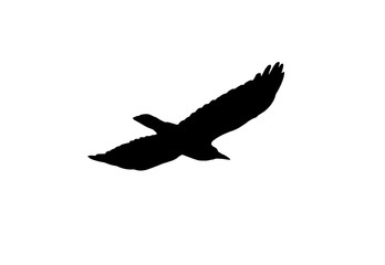 silhouette of a black crow on a white background