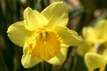 Fototapeta premium Yellow Daffodil