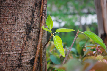 Stumps cut off The young leaves growing