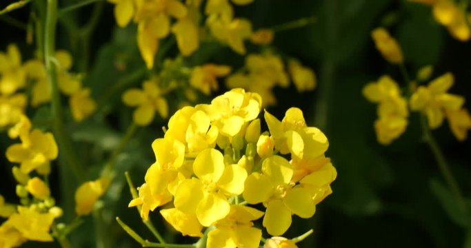 Beautiful Natural Rape flower in a handheld shot.