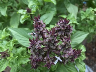 Basil flower