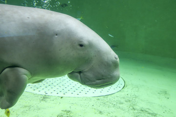 Naklejka premium dugong