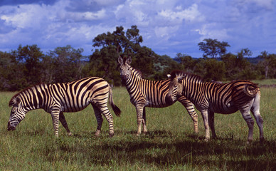 Fototapeta na wymiar Südafrika: drei Zebras in der saftigen Kalahari des Kruger Nationalparks