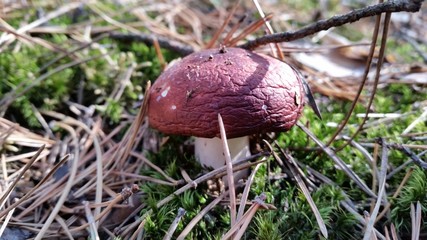 Grzyby w lesie © Andrzej