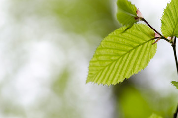Leaf macro detail in forest