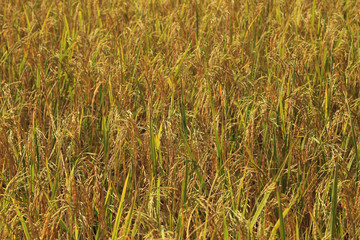Golden rice fields in sunlight for background.