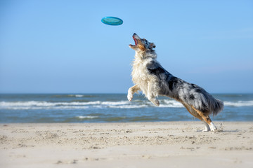 Ein Australian Shepherd spielt am Strand bei blauem Himmel und Sonne Frisbee, dieser springt er dynamisch hinterher. © inkevalentin