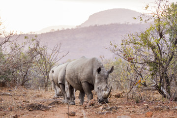 Obraz premium Southern white rhinoceros in Kruger National park, South Africa
