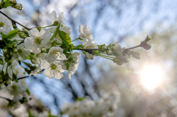 Fototapeta premium branches of the cherry blossoms filmed against a blue sky 