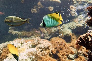 Fototapeta na wymiar Falterfisch im Korallenriff