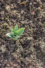 young tulip in early spring