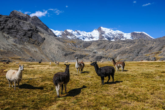 Bolivia, La Paz district, Llamas in the Bolivian plateau
