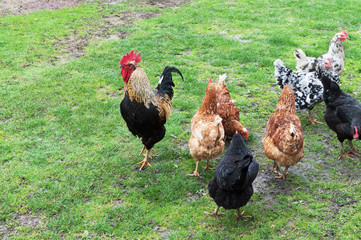cock and hens on grass