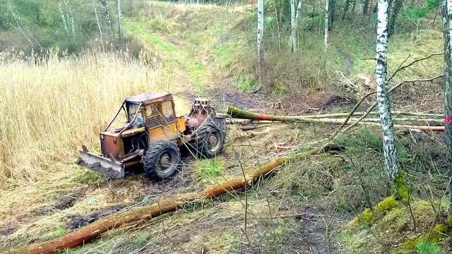 Unidentified lumberjack with harvester working in a forest. Harvest of timber. Firewood as a renewable energy source. Agriculture and forestry theme. 