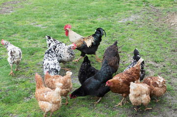 cock and hens on grass