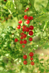 Bunch of red cherry tomatoes ready for picking with fresh green background.
