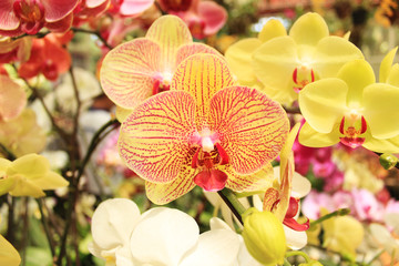 Colorful orchid flowers in the greenhouse