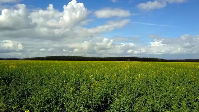 Survol d'un champs de colza en fleur