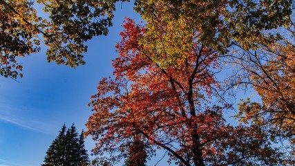 Orange trees