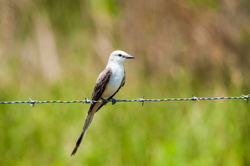 Scissor-tailed Flycatcher on a Wire