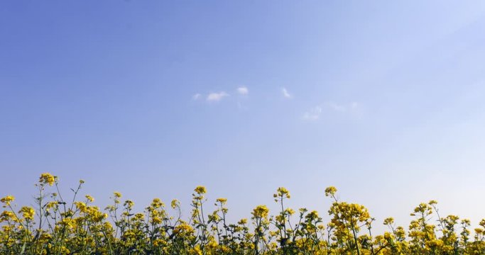 Canola field at the blue sky.