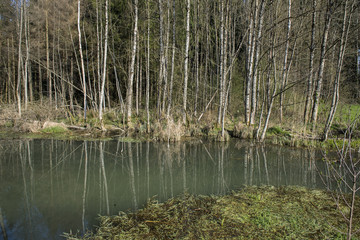 Obraz premium Durch Biber entstandene Auenlandschaft, Hersiwil, Solothurn, Schweiz