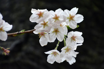 Cherry Blossoms; Sakura