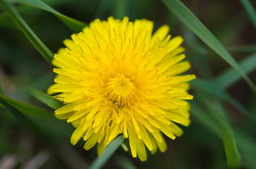 Dandelion flower macro photo in spring