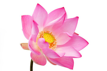 fleur de lotus isolé sur fond blanc.