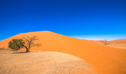 Dune 45, Sossusvlei, Namib-Naukluft National Park, Namibia