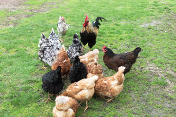 cock and hens on grass
