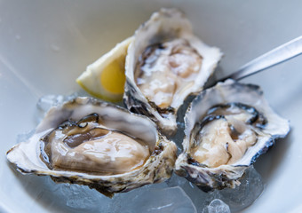 Fresh oysters