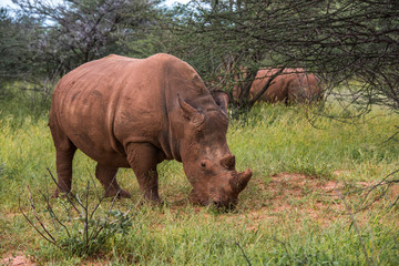 Fototapeta premium White rhino, Waterberg Plateau National Park, Namibia