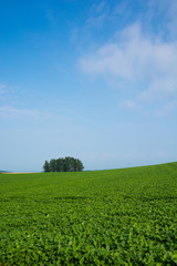 緑の野菜畑と青空