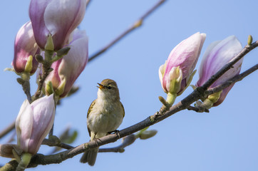 Pierwiosnek (Phylloscopus collybita)  oraz magnolia wiosennie © arek0michalak