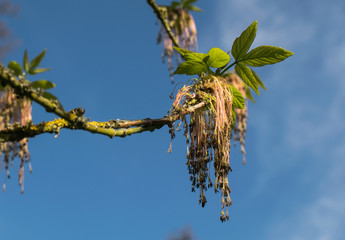 Hängende Pflanze auf einem Ast bei blauen Himmel