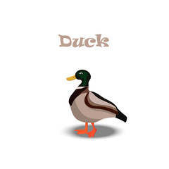 cute funny duck